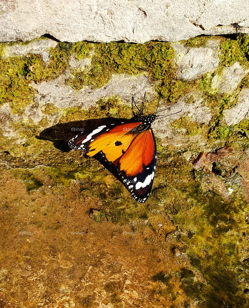 monarch the butterfly