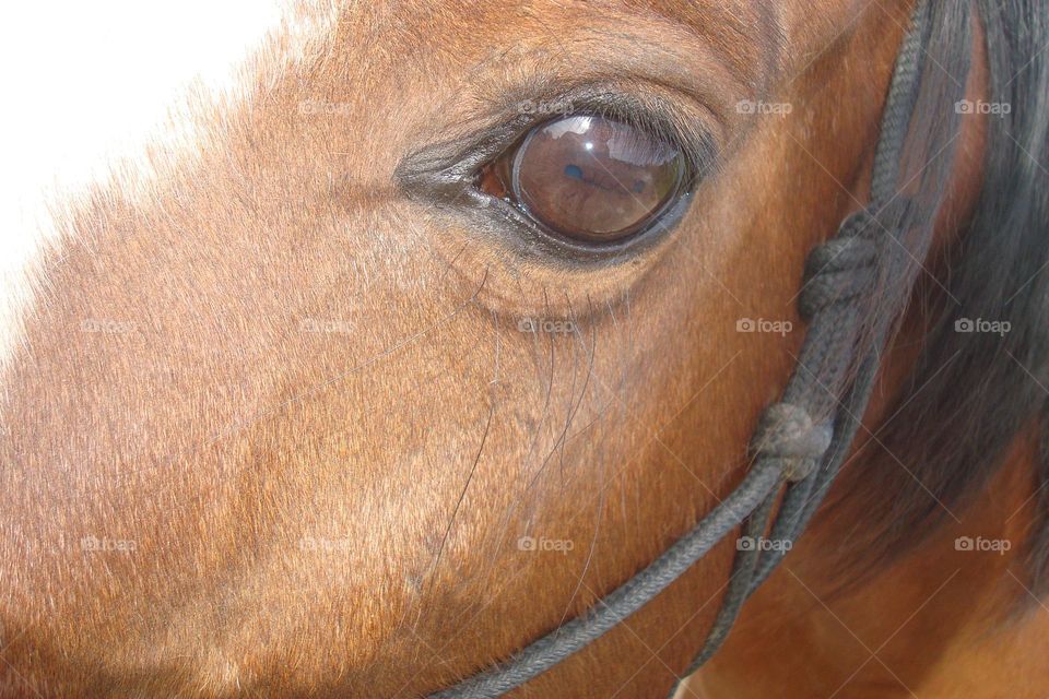 Soulful brown eye of an Arabian Horse