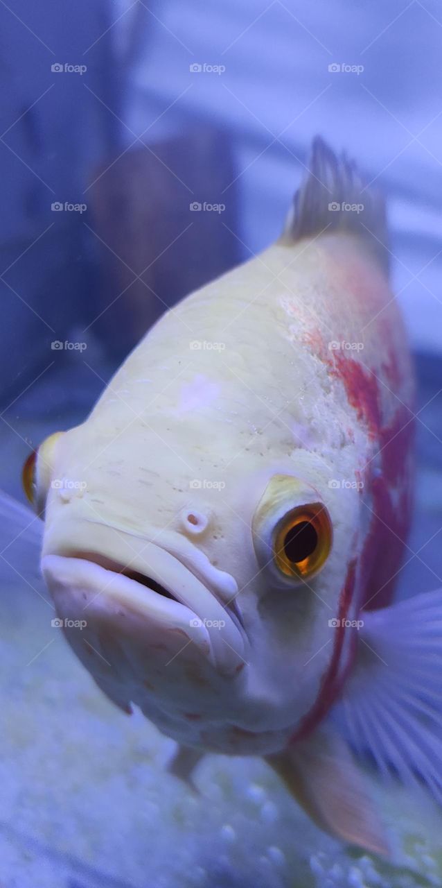 Oscar fish is a predatory fish but it is widely kept and liked by people because of its very beautiful body color.