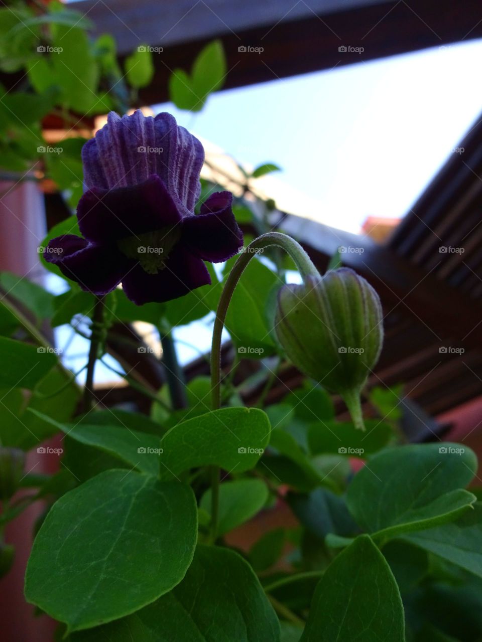 Leather Flower Clematis