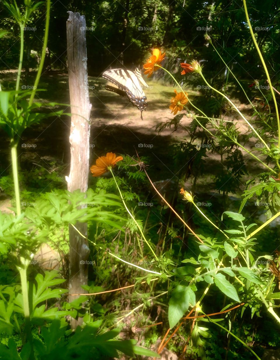 Swallowtail butterfly on flower