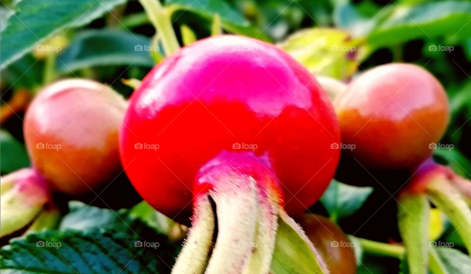 Rose hip
