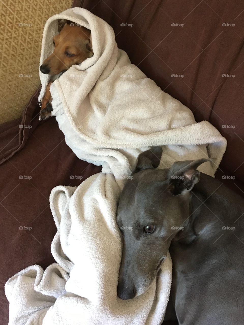 Amber the Italian greyhound puppy and Libby the whippet snuggled up together on the sofa relaxing 