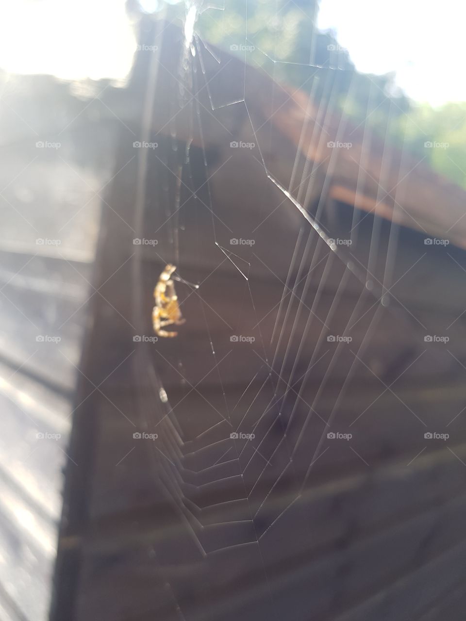 Spider building web