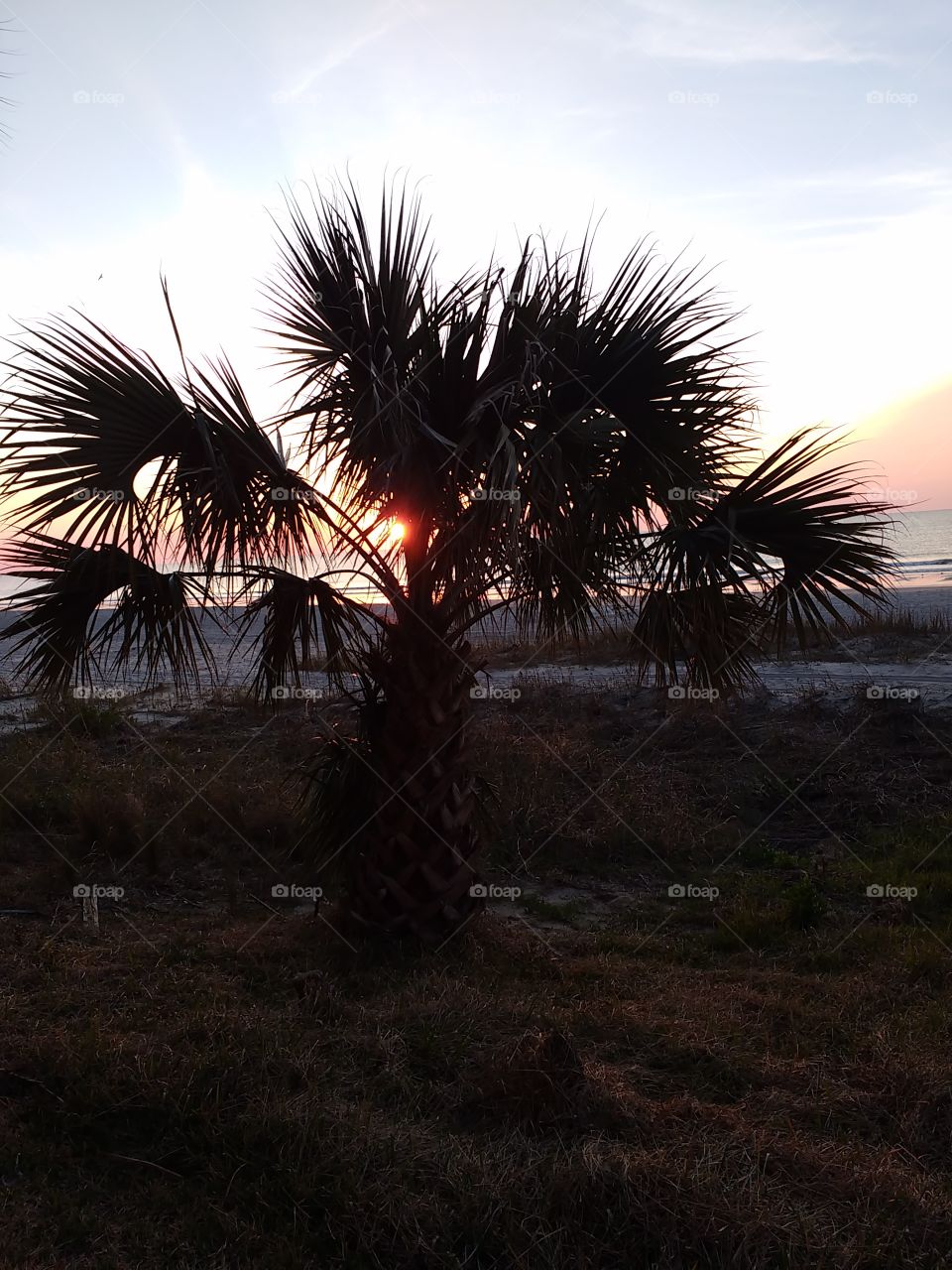 Palm tree sunrise