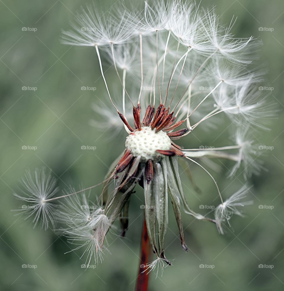 Dandelion in the breeze