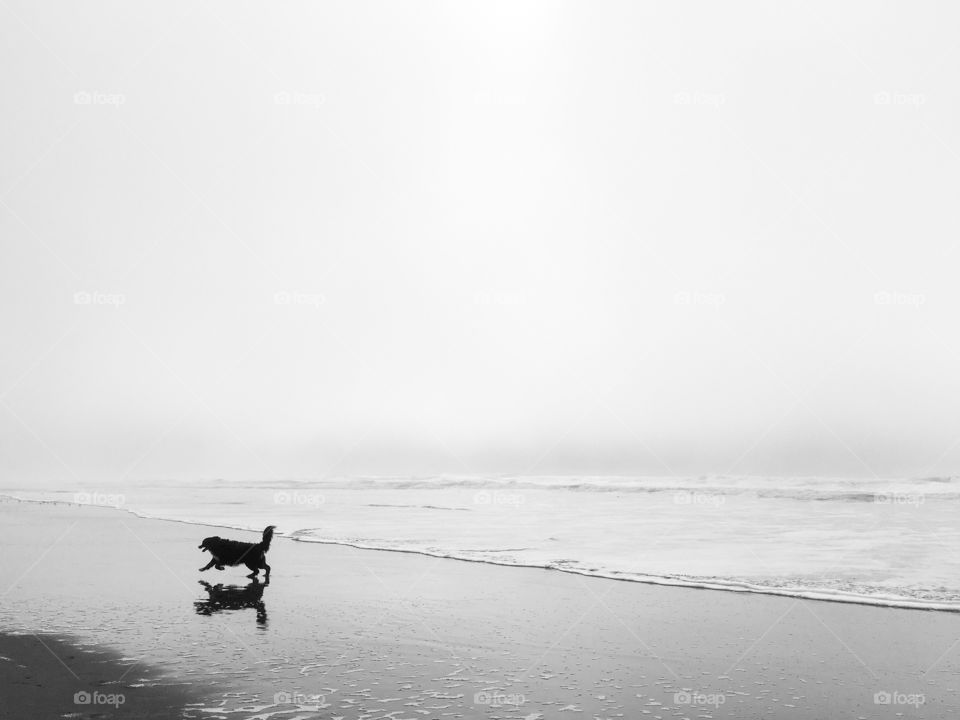 Beach, Sea, Water, Fog, Monochrome