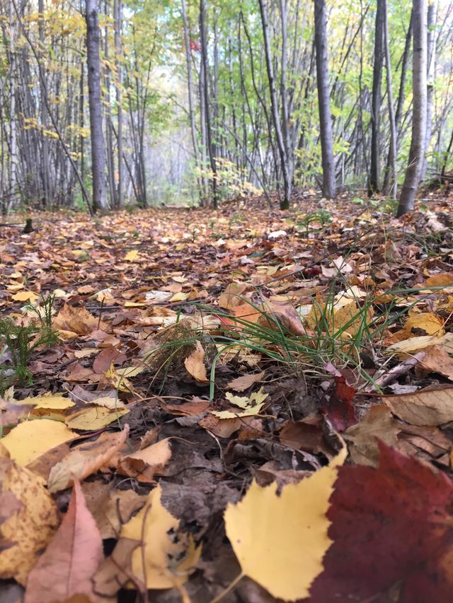 fall