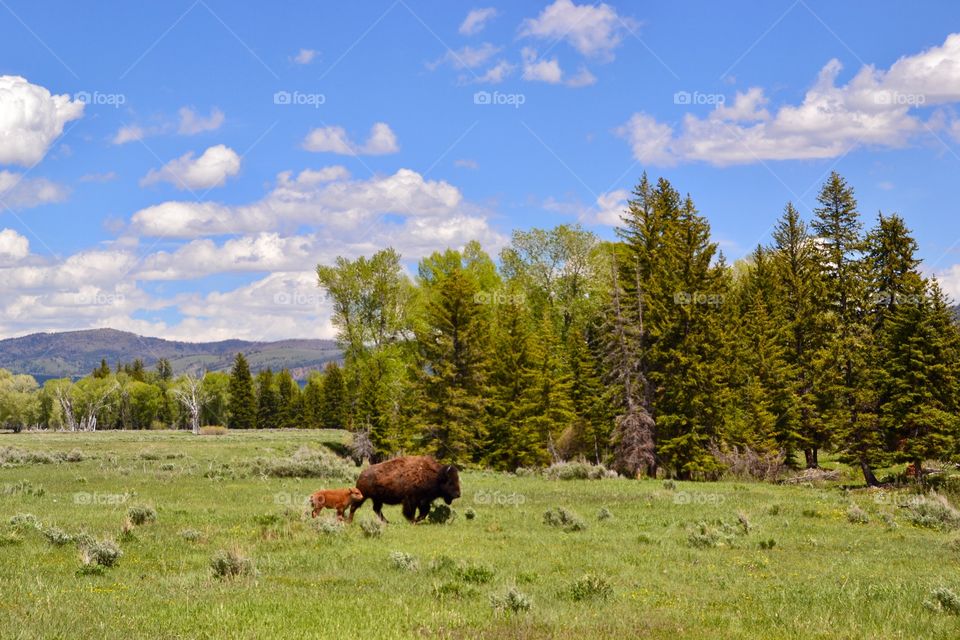 Mama And Baby Buffalo