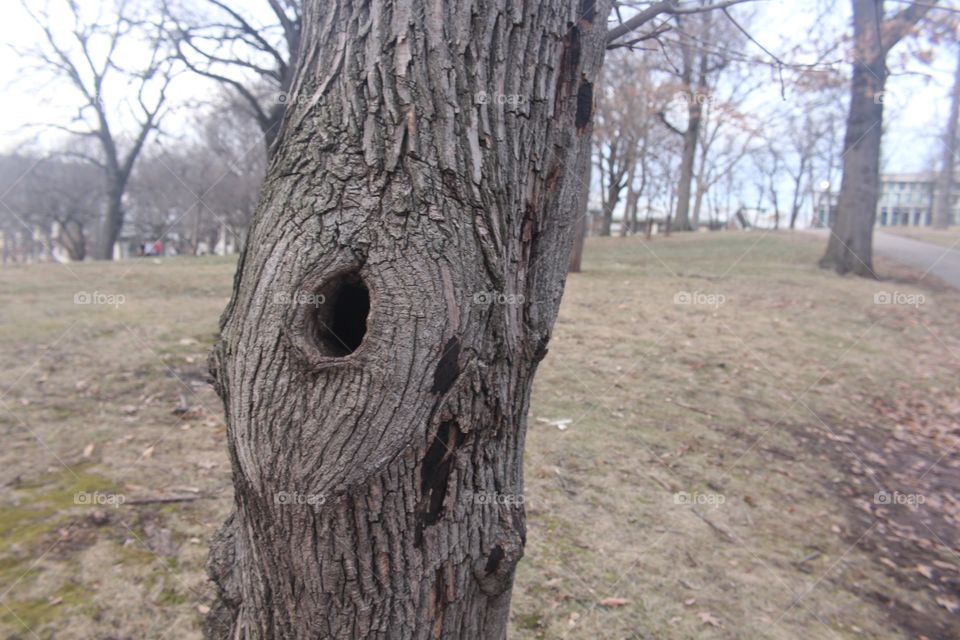 tree trunk.