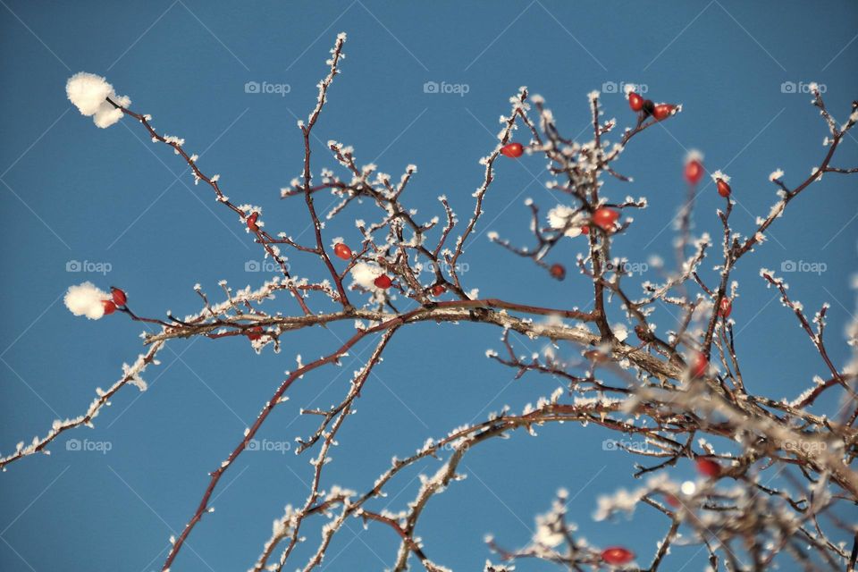 Red rose hips covered with snow and ice hang on bare branches under blue sky