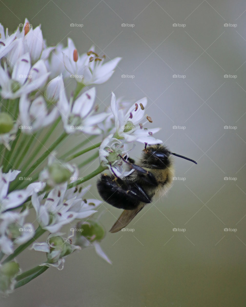 Bee hanging  on white flower