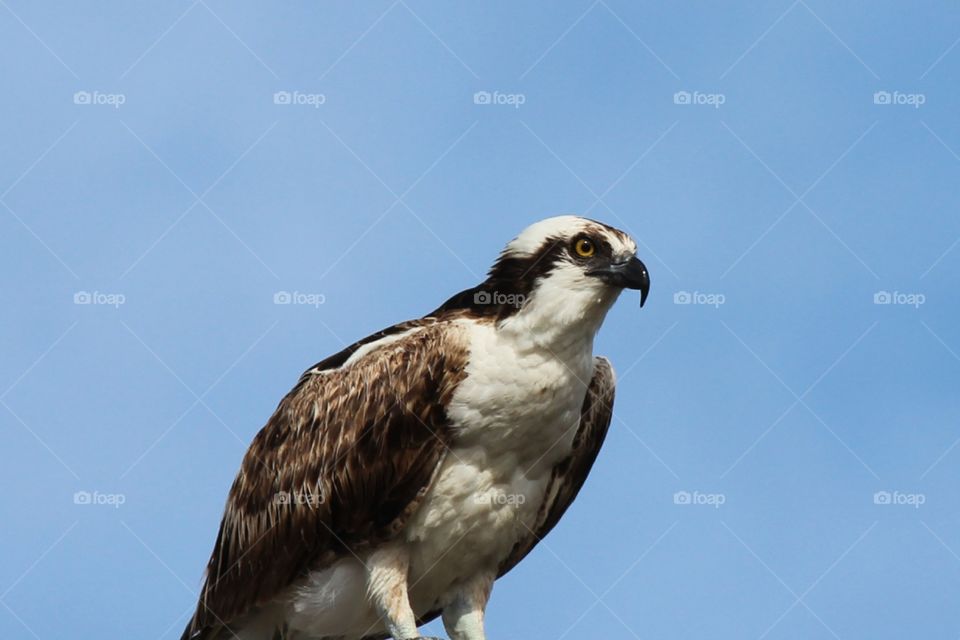 osprey hunting for dinner