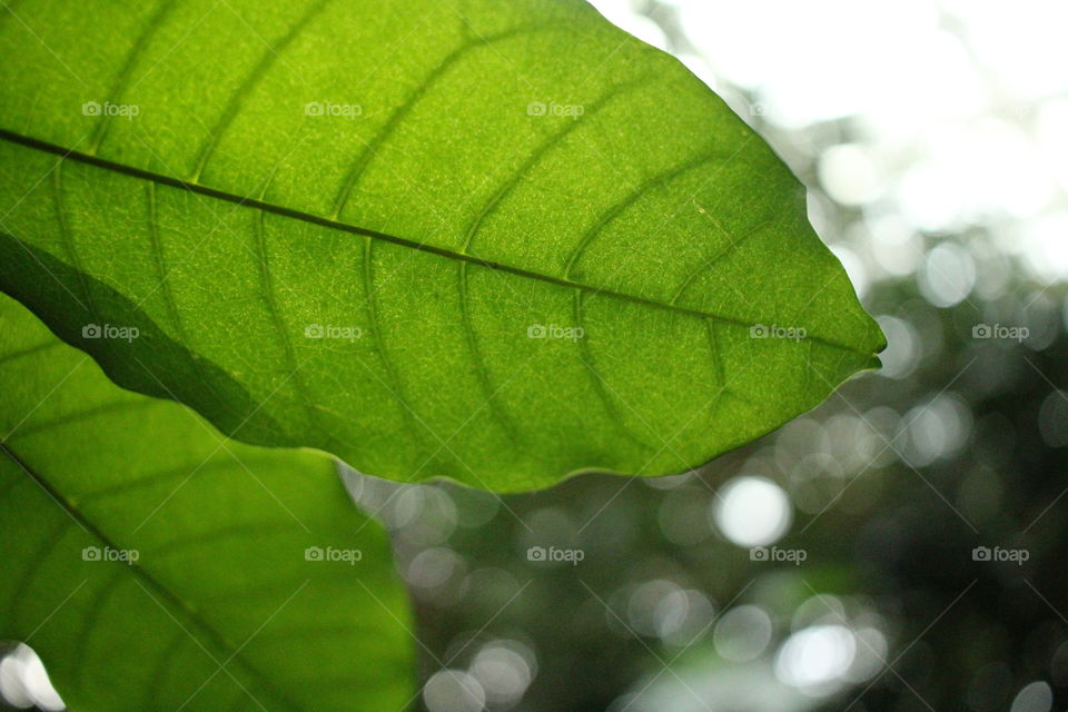 Leaf