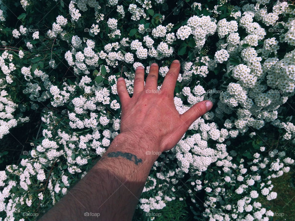 Hand against the background of a flowering bush