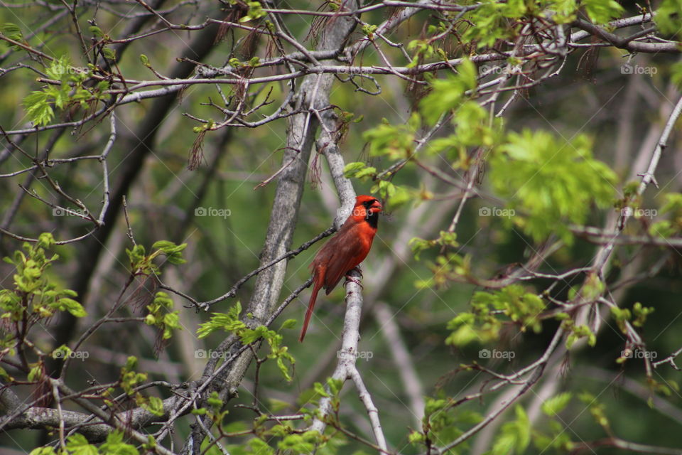 Cardinal chilling in tree 