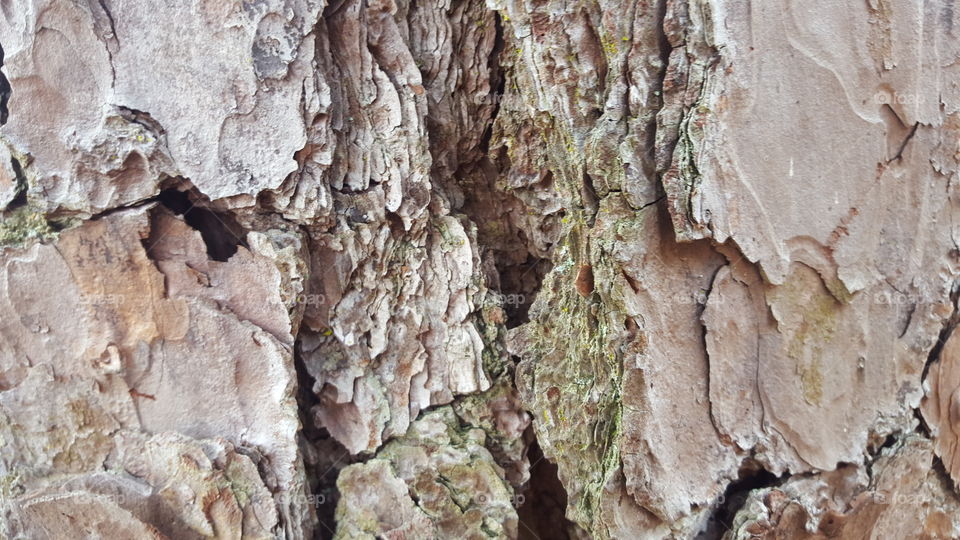 pine bark