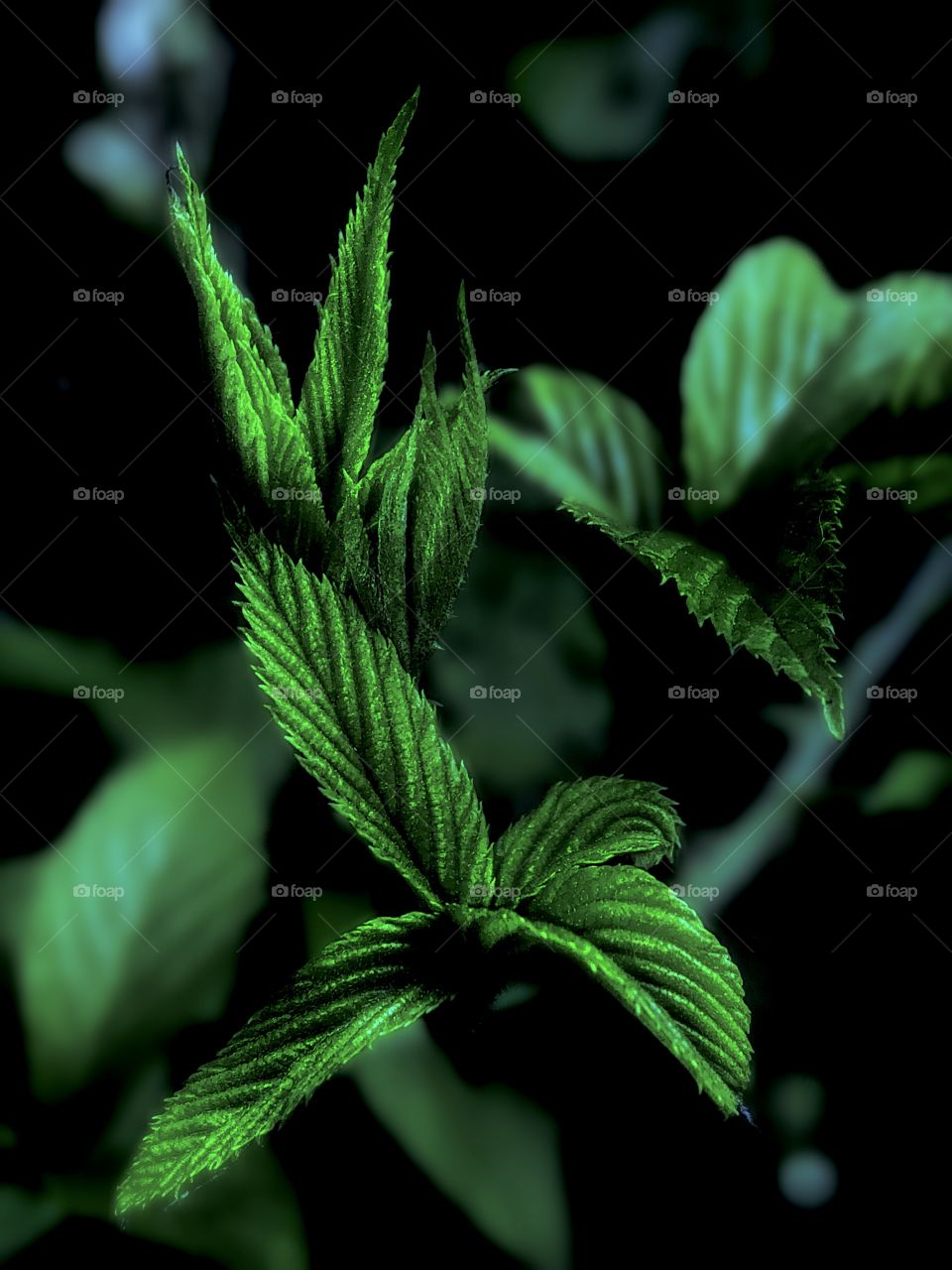 Tall Leaves 