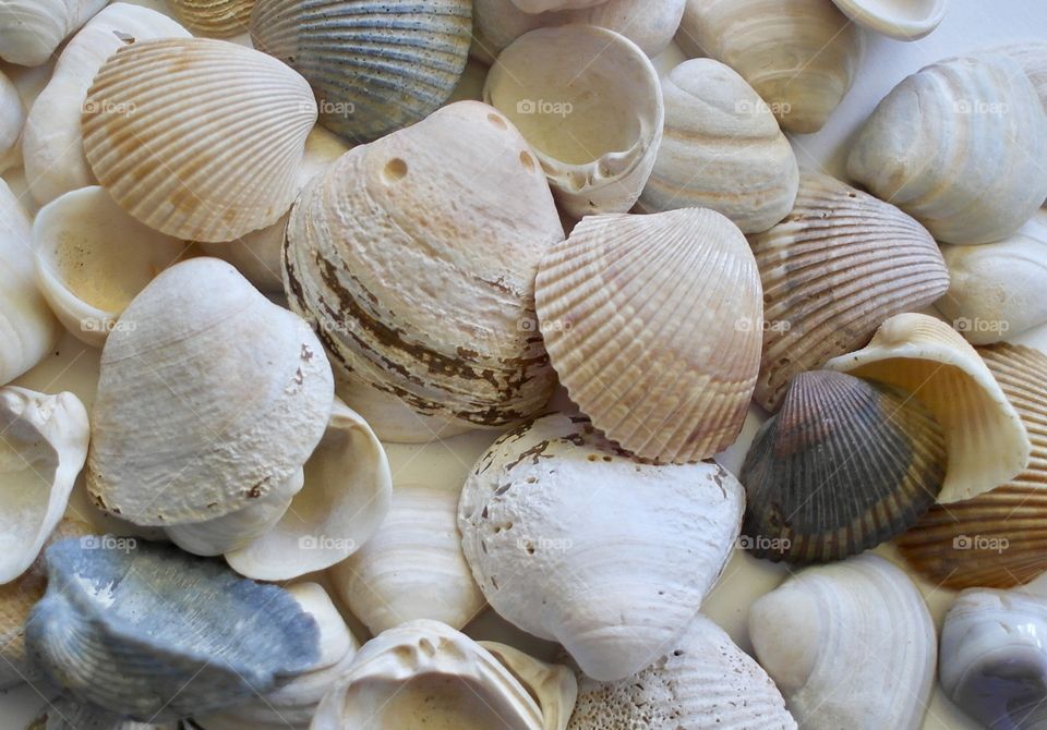 Seashells 