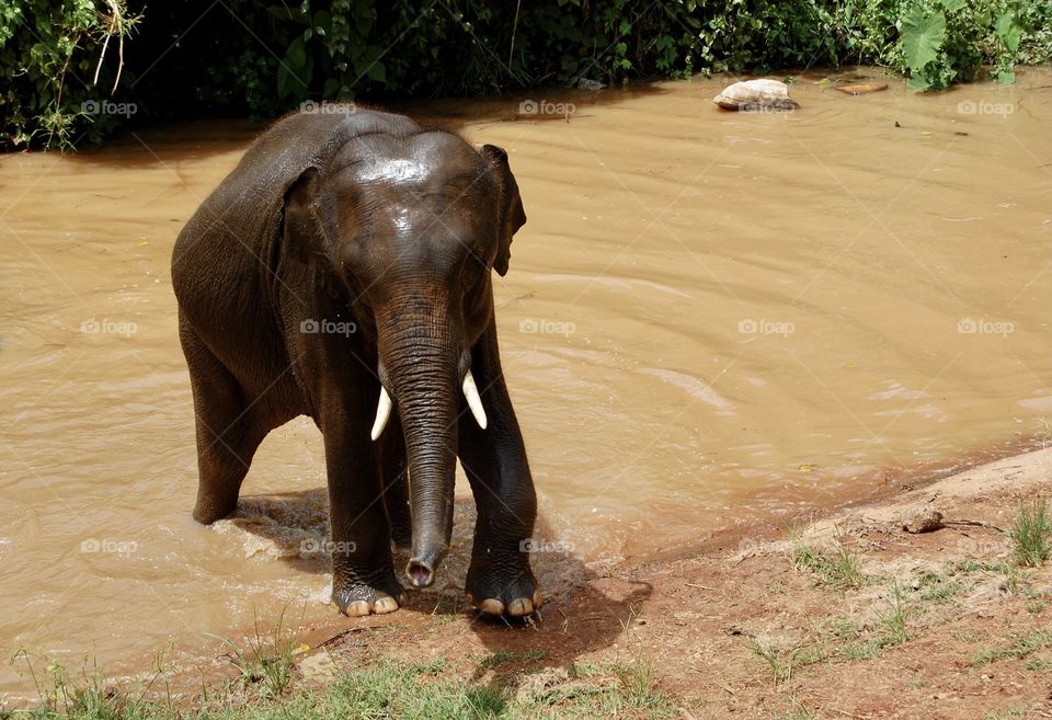 Brown Elephant comes out of the brown pond