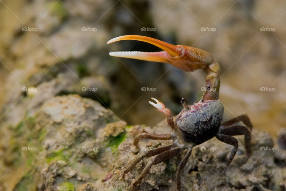 A fiddler crab showing off his claw on top of a pile of mud.