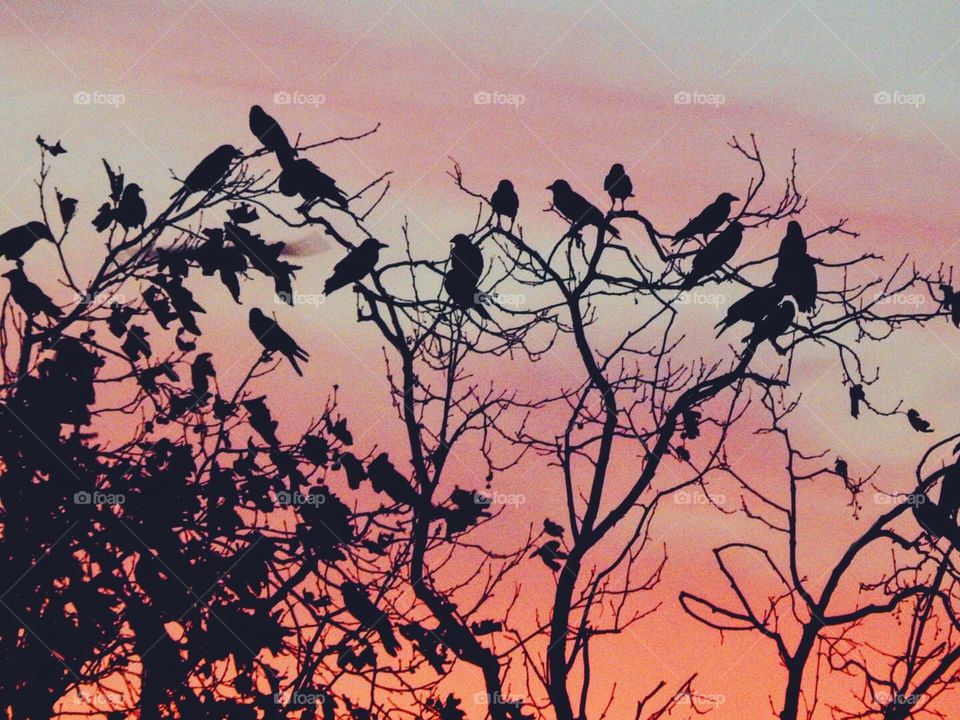 Crows at Sunset