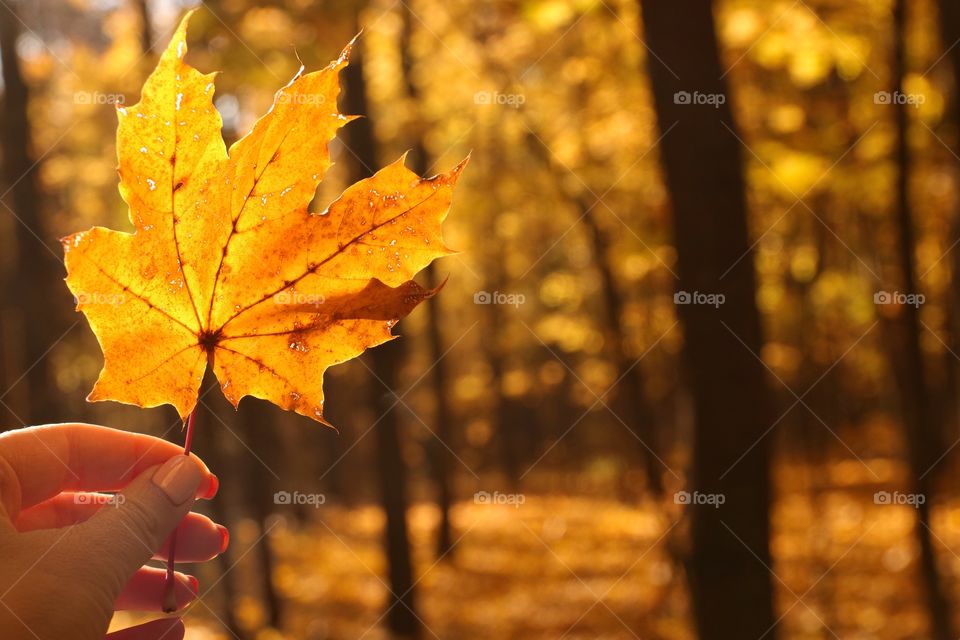 Autumn leaf in hand 