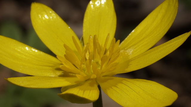 yellow flower. flowers