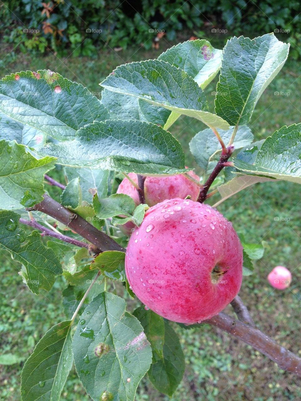 Apple tree