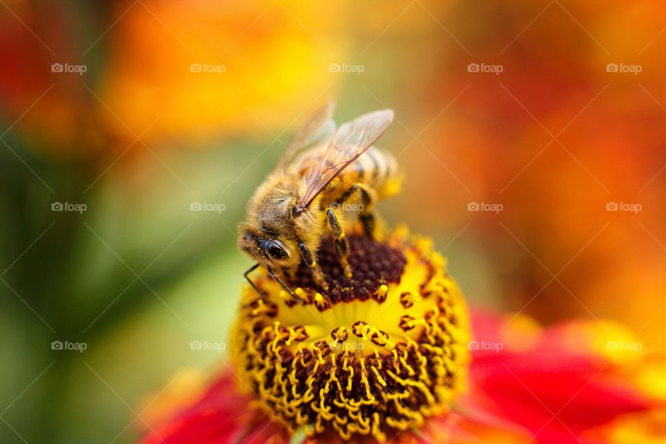 The bee on the flower collects nectar and pollen