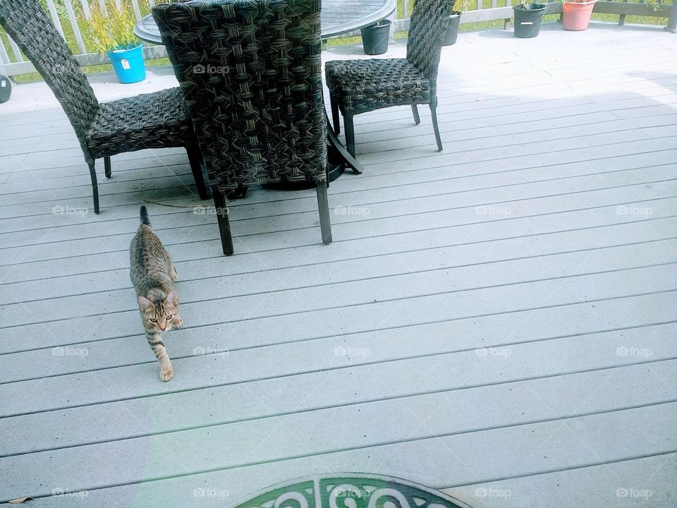 Cat 🐈 Life with cats are awesome and they love us back the way how we do and it's just awesome 😎