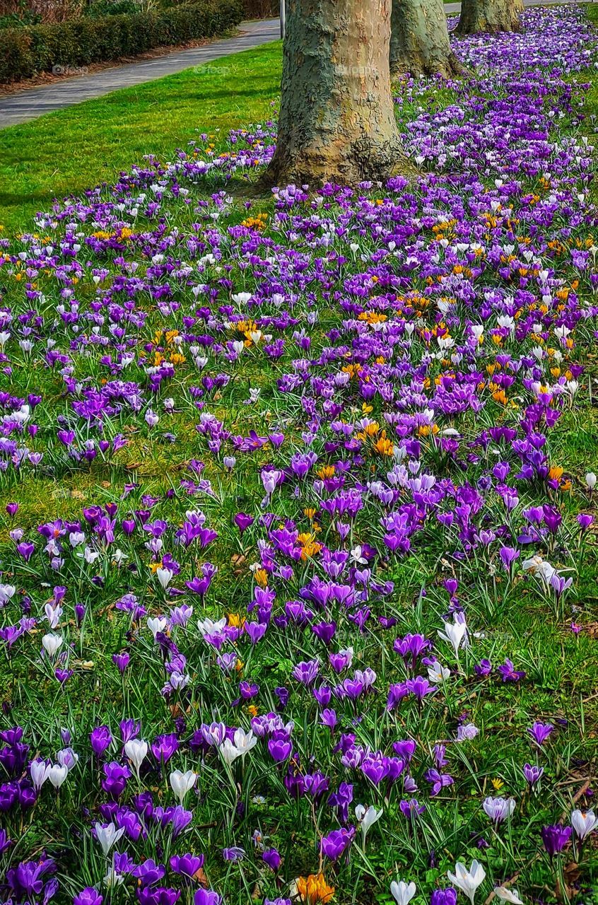 Crocuses of all colors along the cycle path in spring .