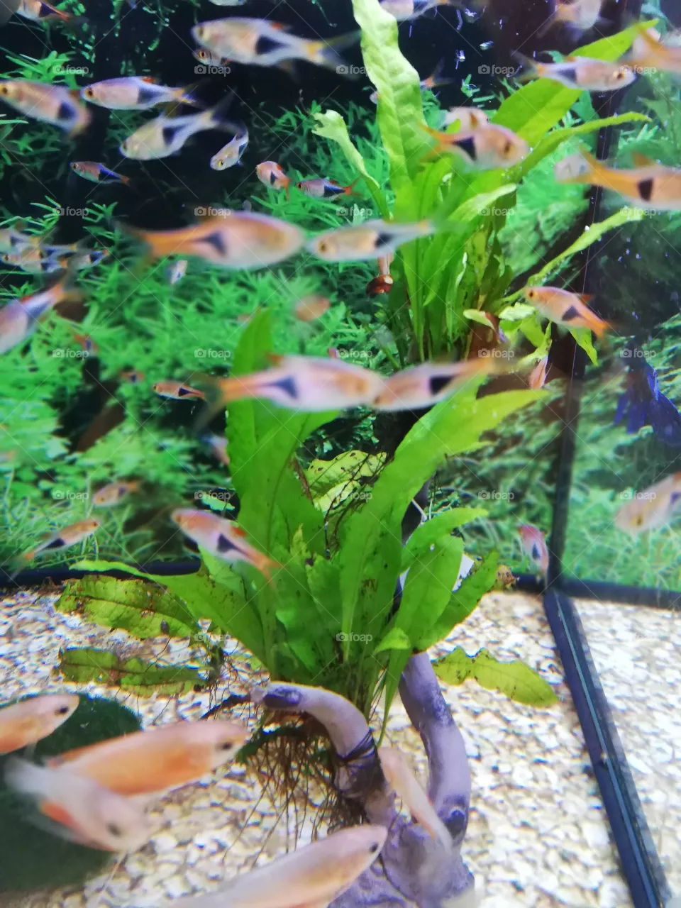 fish