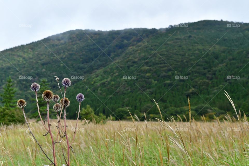 Grasslands and mountains