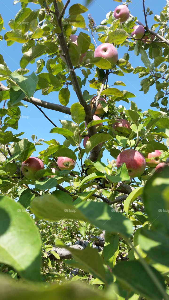 Low angle view of apple tree