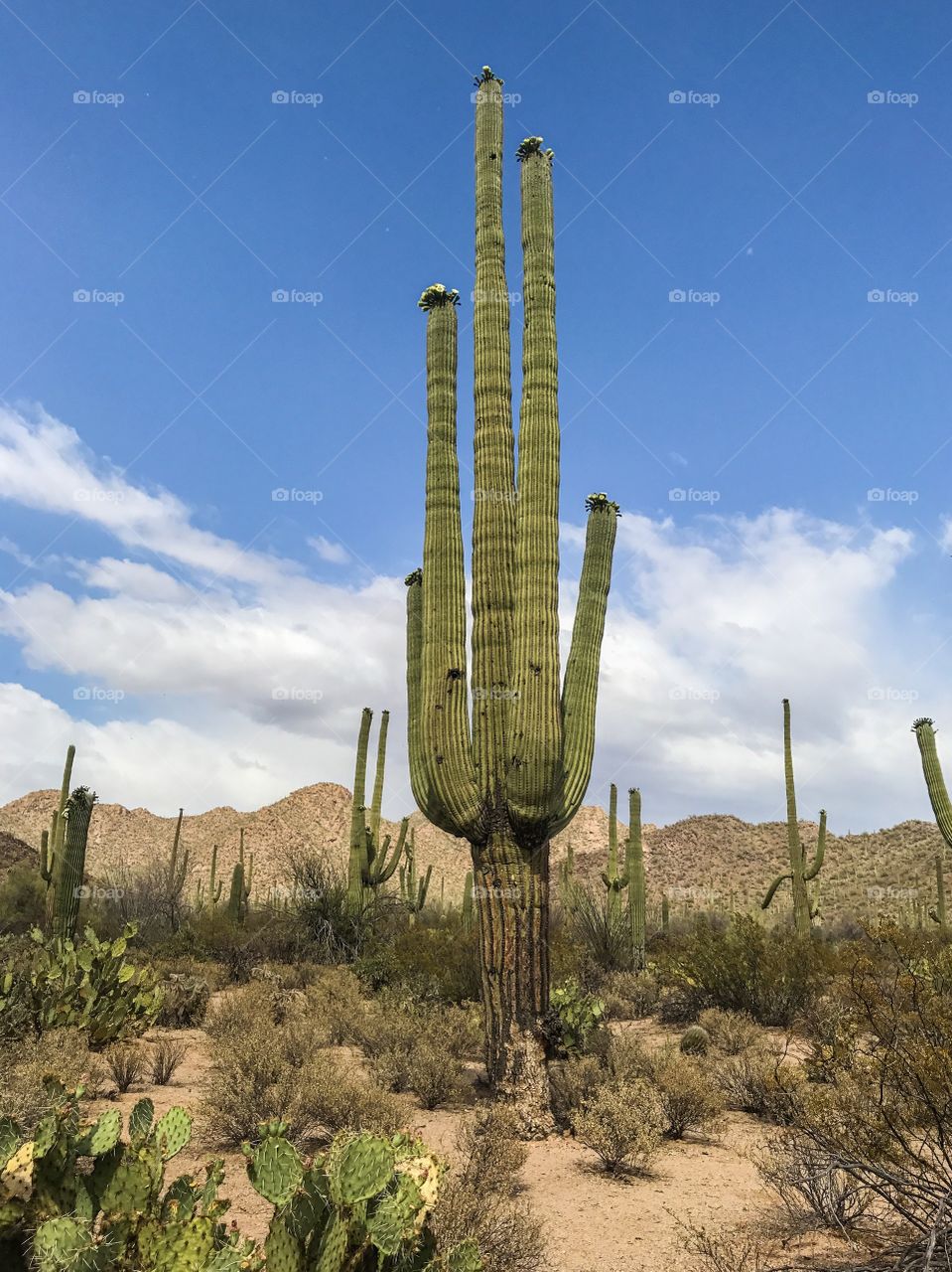 Nature - Desert Landscape 