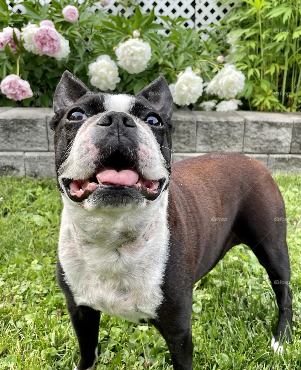 Smilling boston terrier dog in beautiful garden 