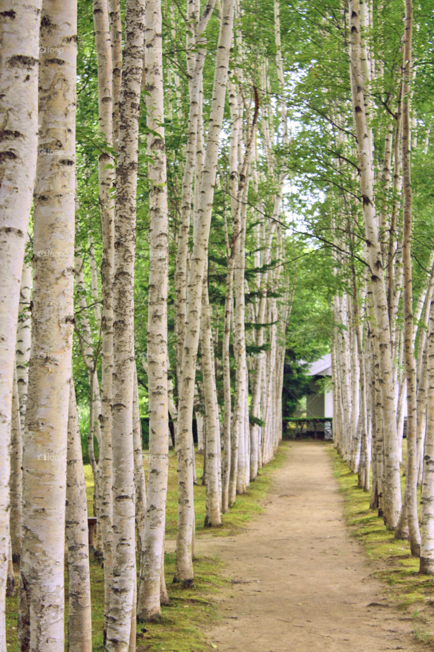 White birch path (Hokkaido, Japan)