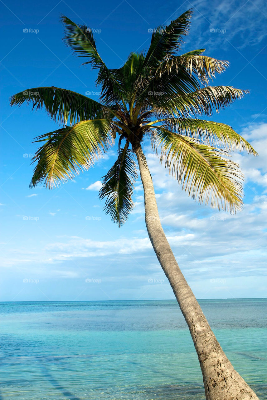 beach ocean travel palm by christofferv