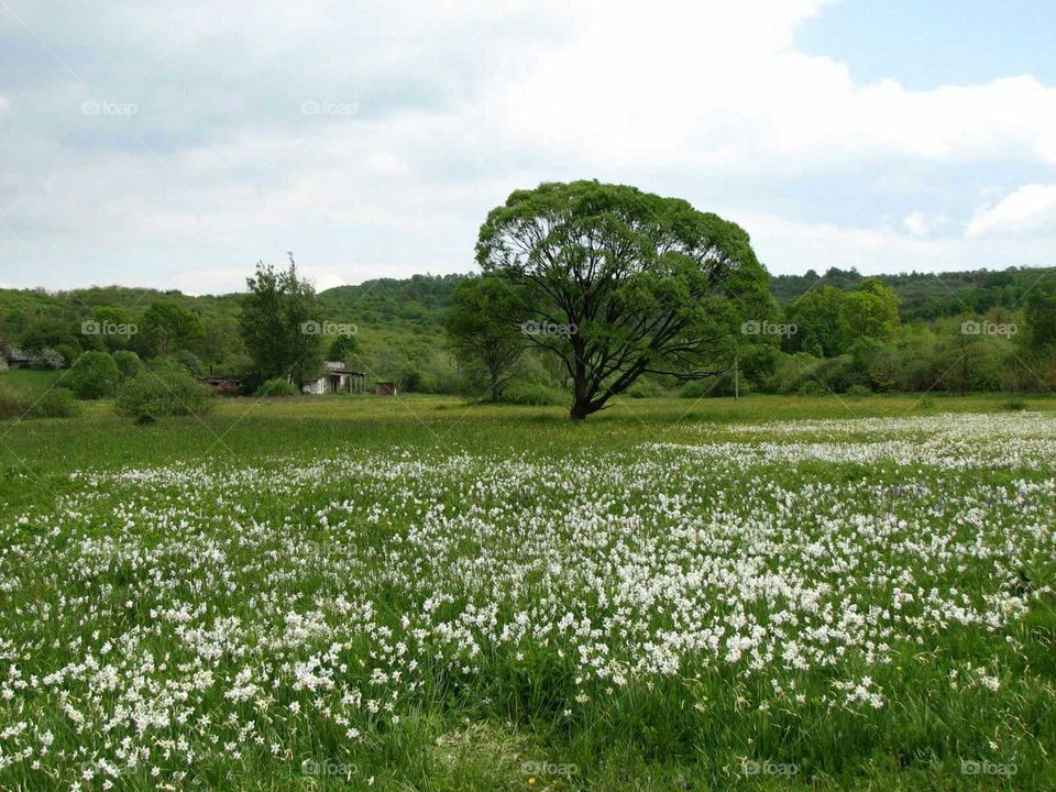 Landscape, Flower, Hayfield, Grass, No Person