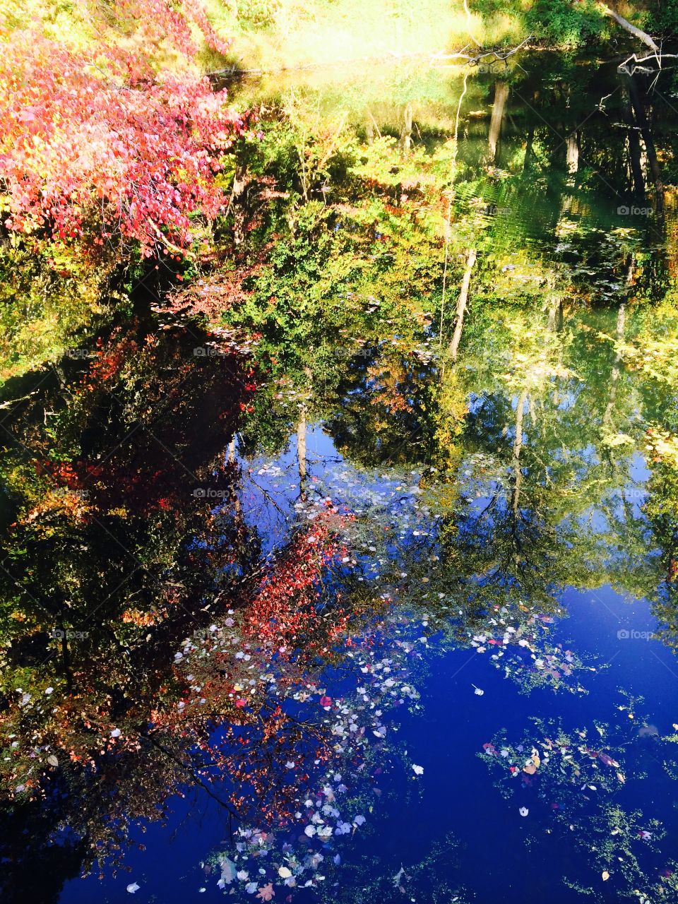 Forest spectrum reflection. Fall colors reflected in a pond at Blue Mountain Reservation