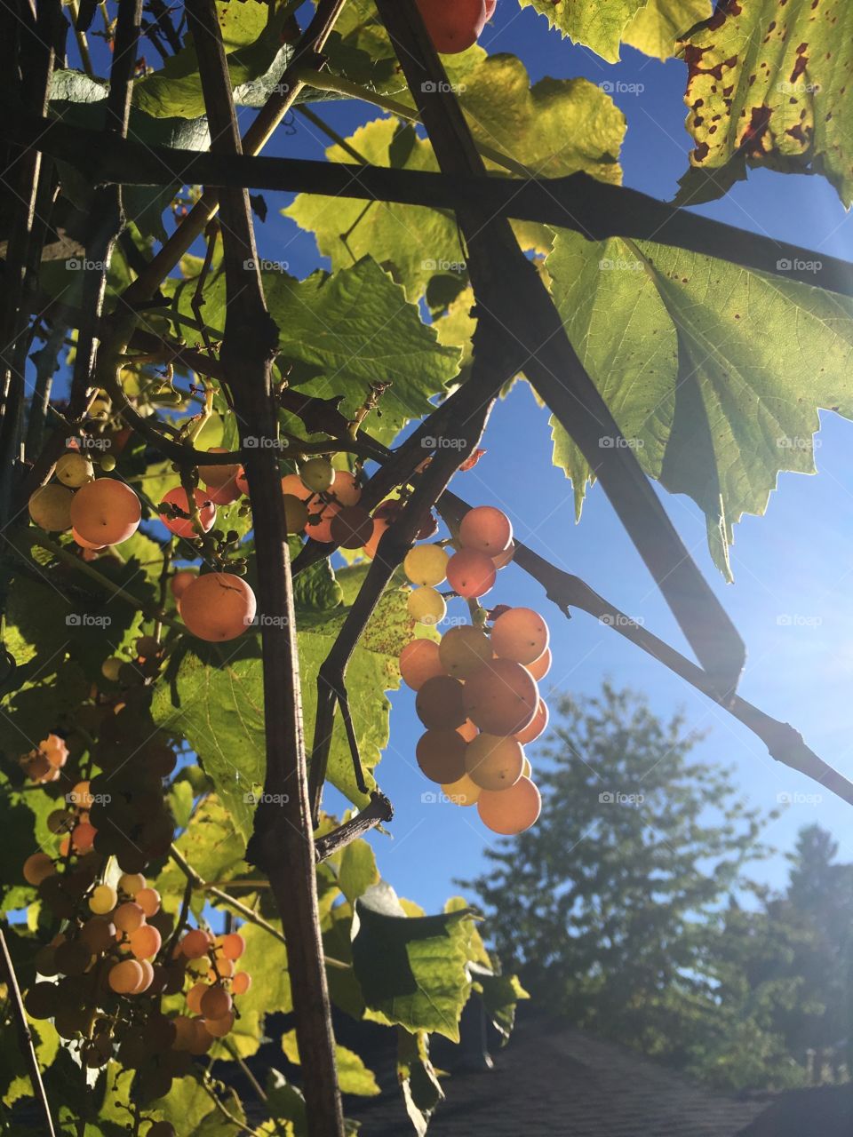 Grapes of summer 