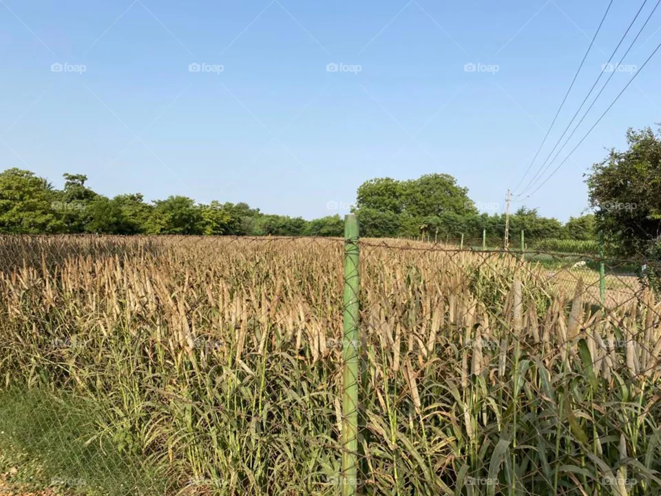 Farm