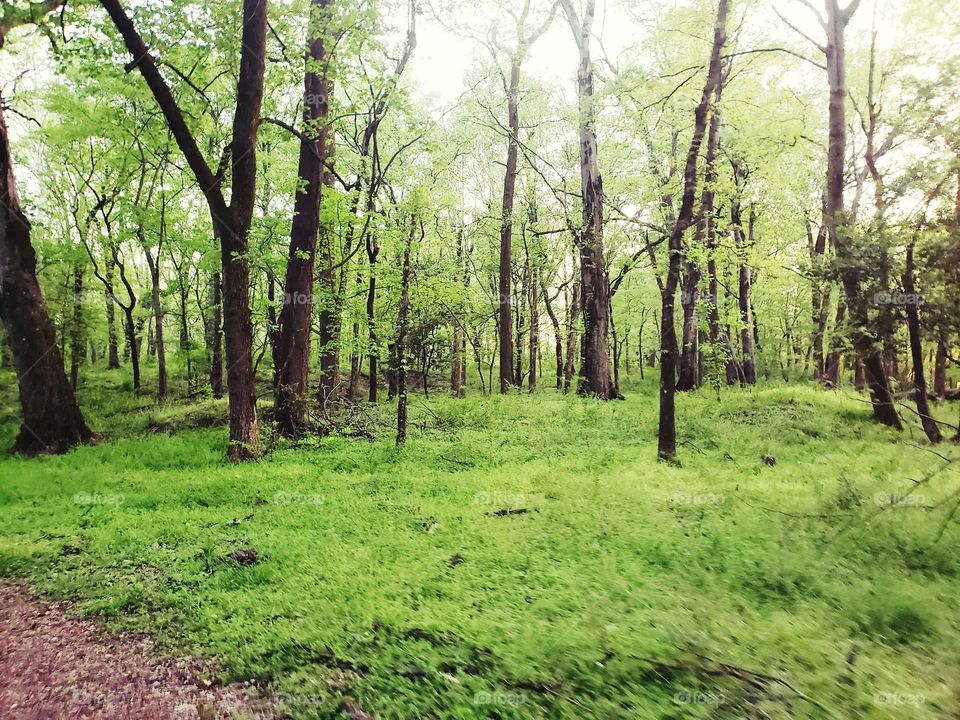 lush greenery trails