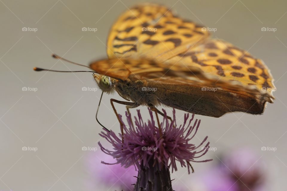 Butterfly on small flower