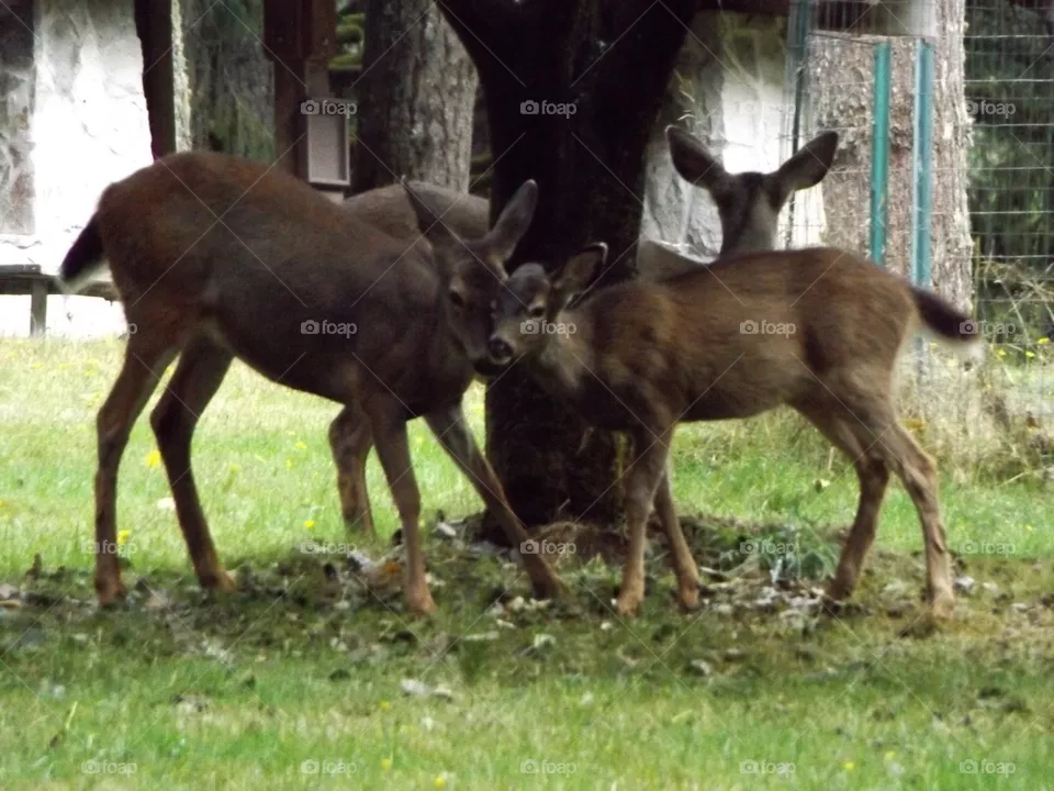 Deer 