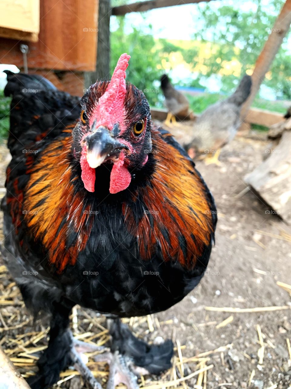 French black copper marans rooster 