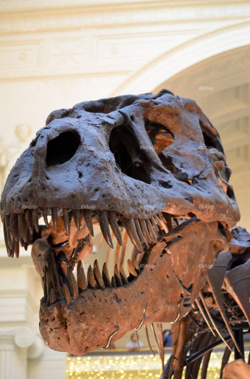 Sue the T-Rex at the Field museum in Chicago