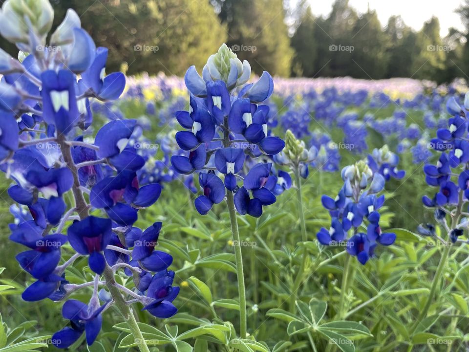 Bluebonnet fields