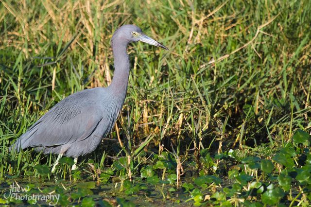 Little Blue Heron